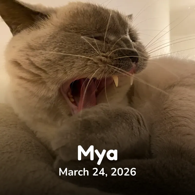 Mya
