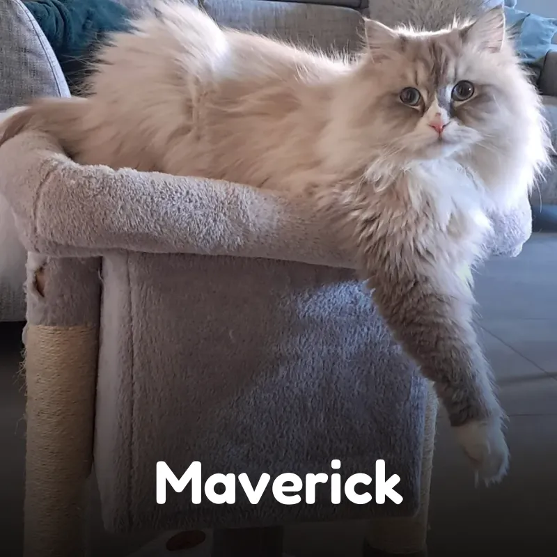 Maverick