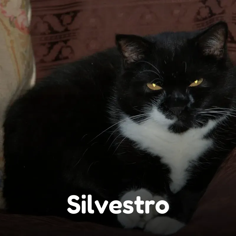 Silvestro