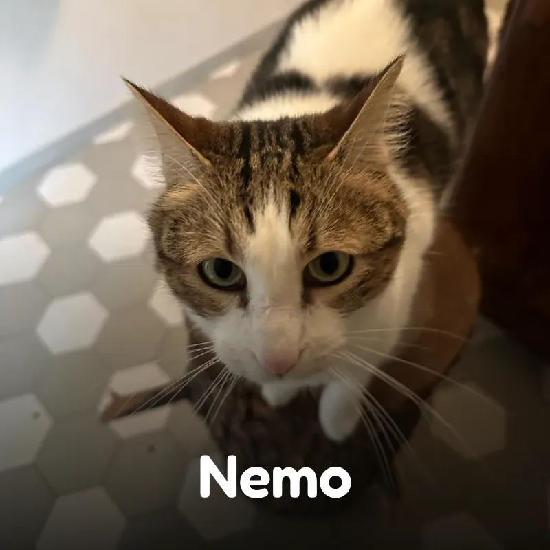 Nemo