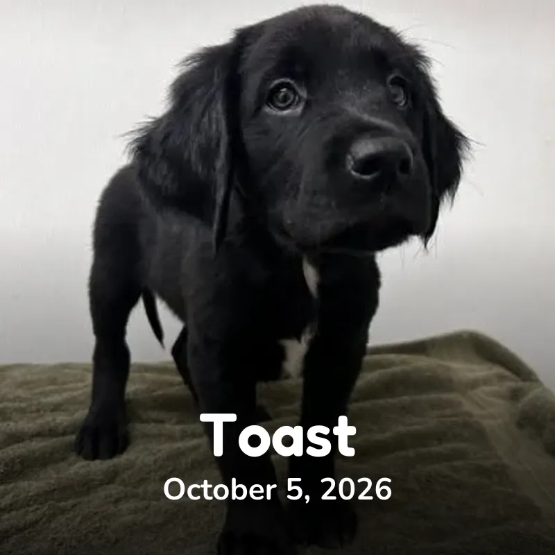 Toast